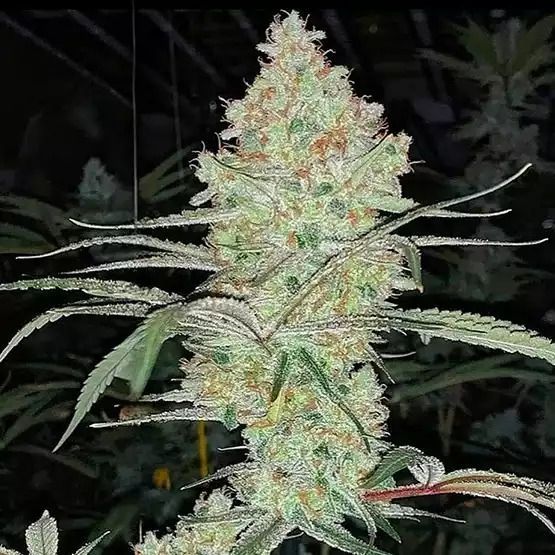 Ethos Genetics - Super Lemon Haze IBL V1 Regular (8 seeds)