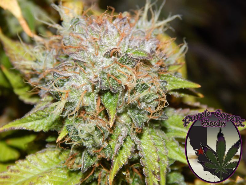 Purple Caper Seeds - Birthday Cake Feminized (5 seeds)