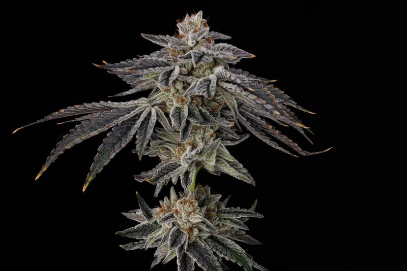 Umami Seed Co. - Purple Ink Feminized (6 seeds)