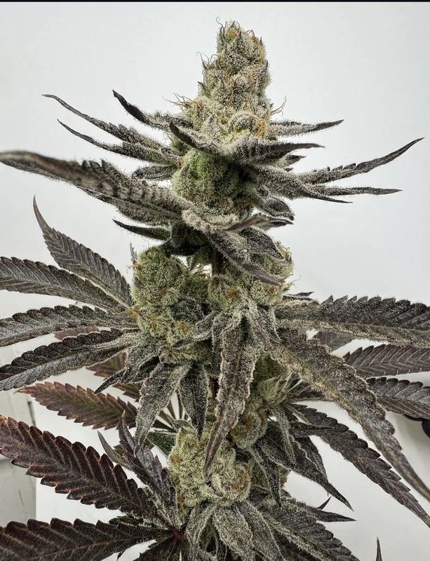 Umami Seed Co. - Melt Mode Feminized (3 seeds)