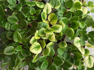 African Violet - STARTER PLANT