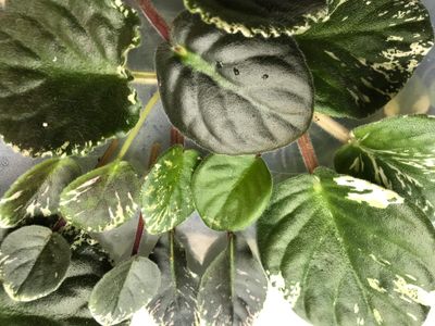 African Violet - LEAF CUTTINGS