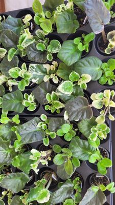 African VIolet - ROOTED LEAF / PLUG