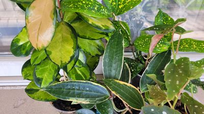 Hoyas &amp; Houseplants