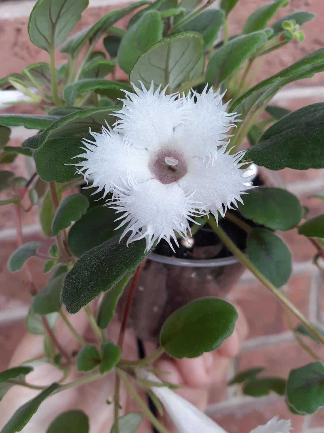 Alsobia Dianthyflora