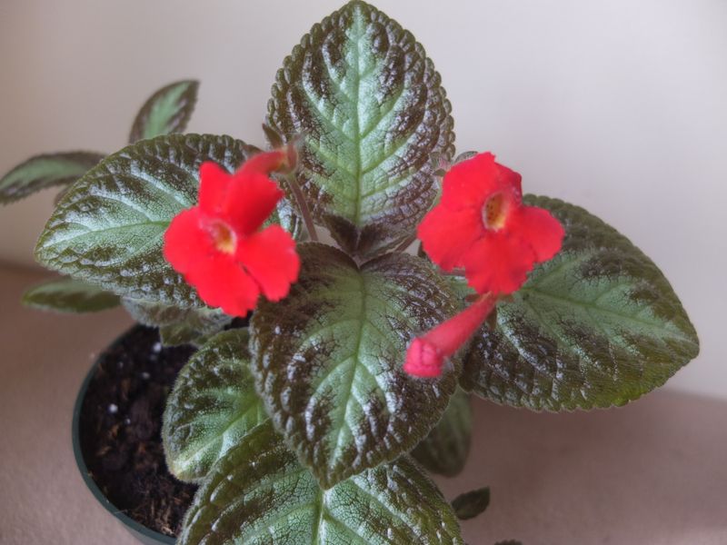 Episcia 'Inessa'