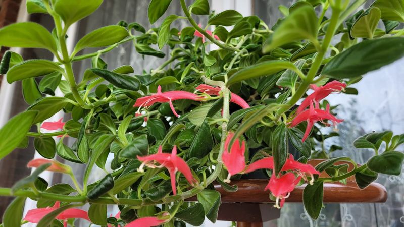 Columnea 'Jude'
