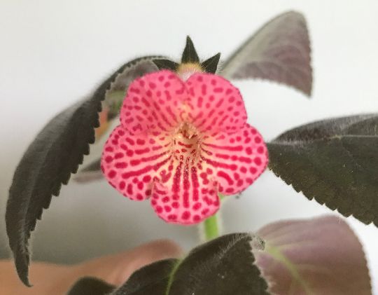 Kohleria 'Peridot's Mango Martini'