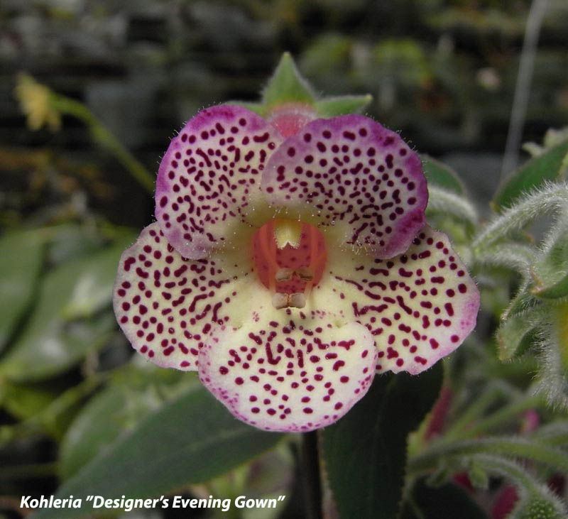 Kohleria 'Designer's Evening Gown'