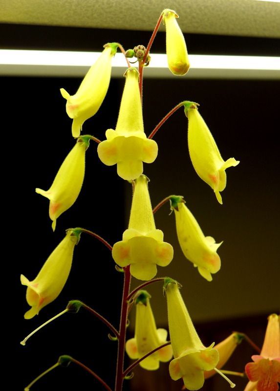 Smithianta 'Stone's Lemon Tea'