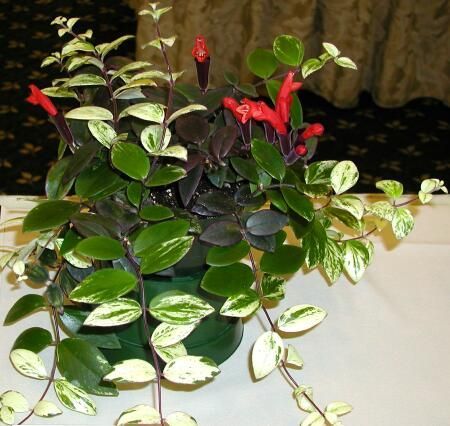 Eschinantus Lobbianus Variegated