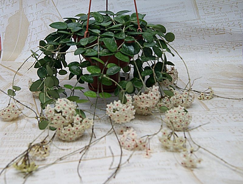 Hoya Mathilde