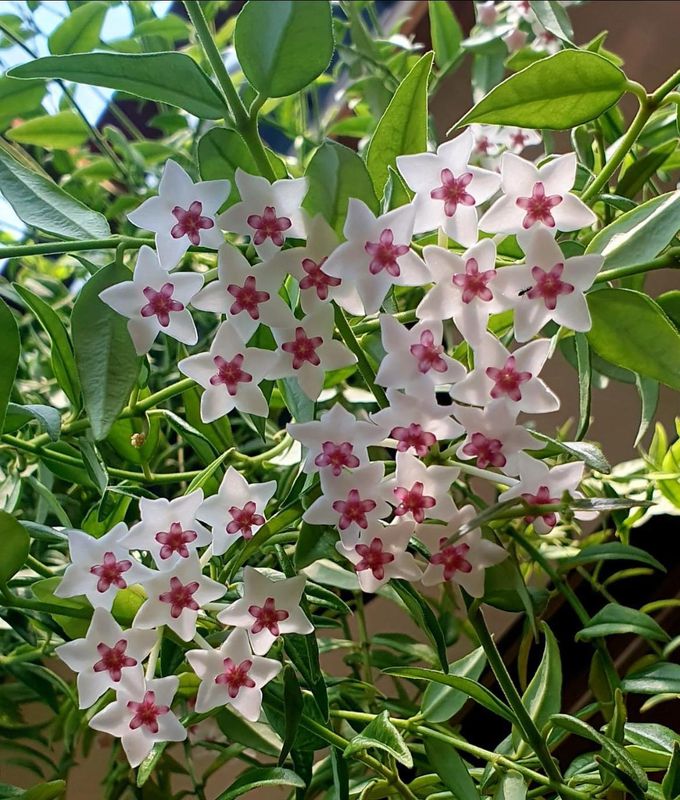 Hoya Bella