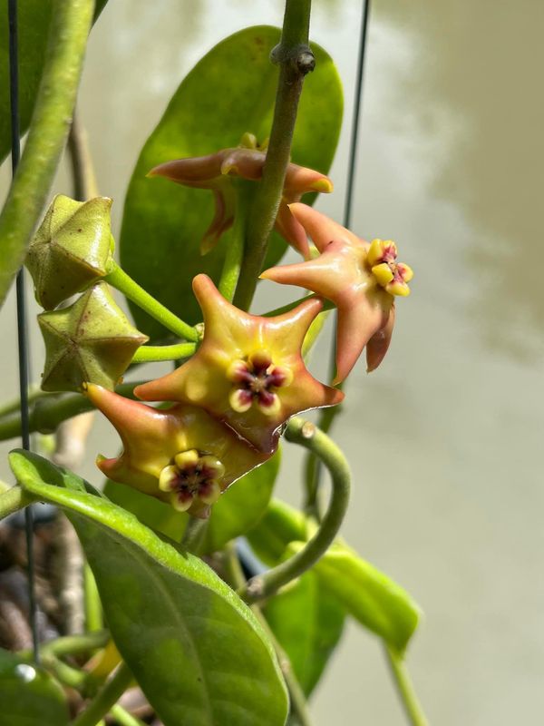 Hoya Optimistic