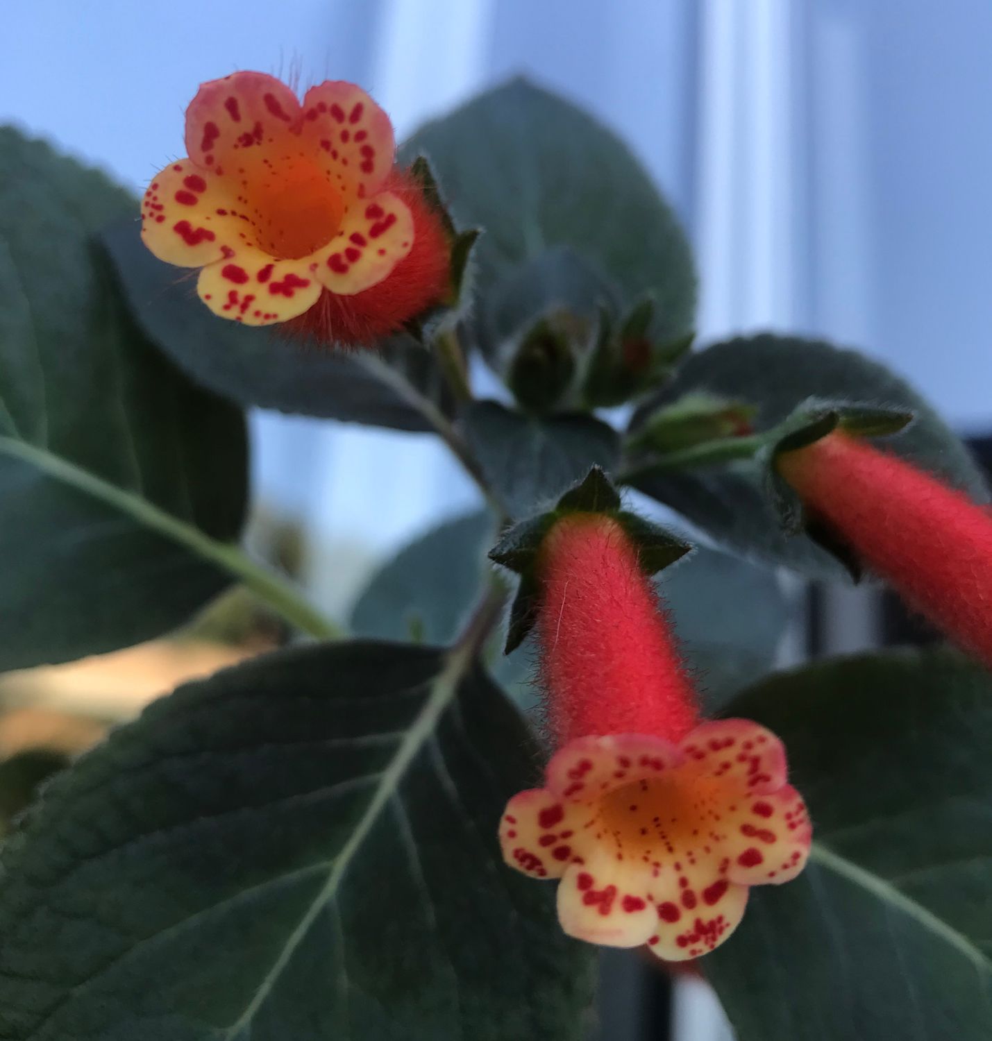 Kohleria 'Peridot's Potlach'