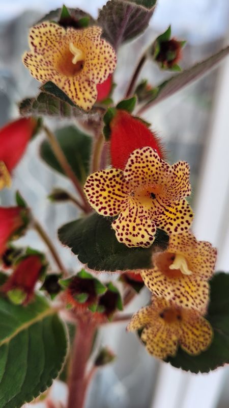 Kohleria 'Yf's Ossia'