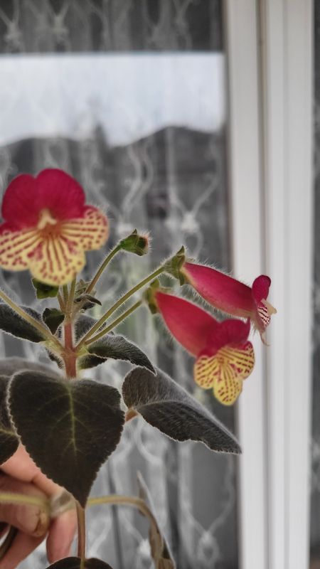 Kohleria 'Bogotensis'