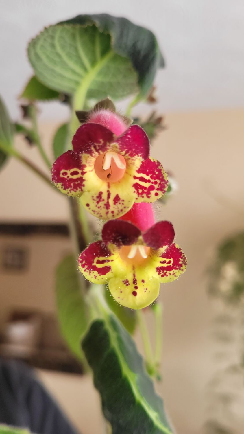 Kohleria 'An's Nagging Macaws'
