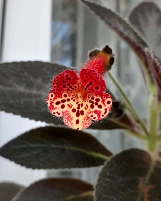 Kohleria 'Snake Skin'