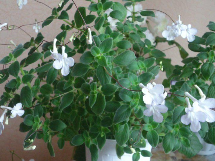 Streptocarpella 'Snow Flurry'