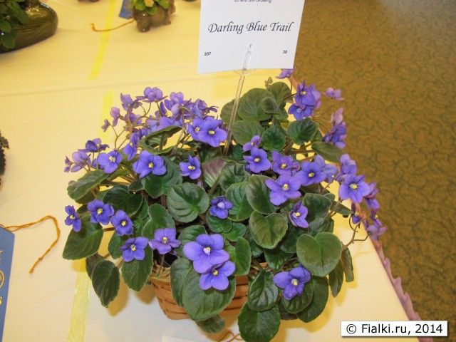 Darling Blue Trail