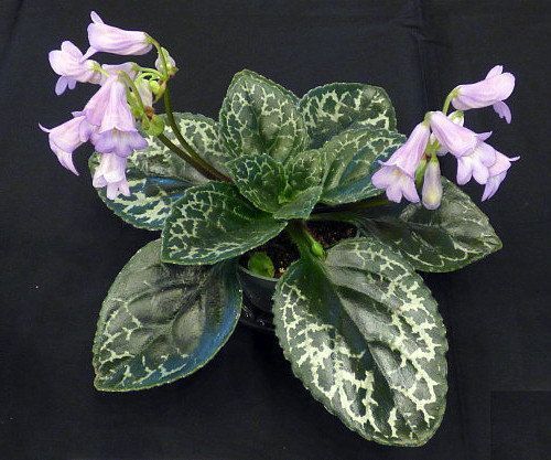 Primulina 'Naine Argente'