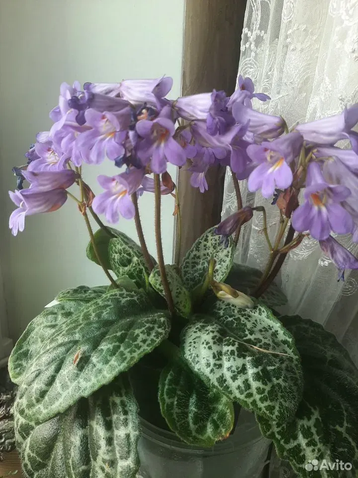 Primulina 'Pretty Turtle'