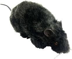 Small Furry Rat