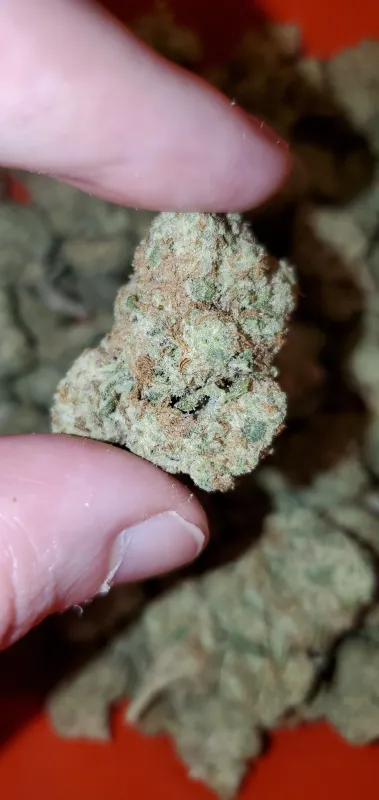 Mimosa