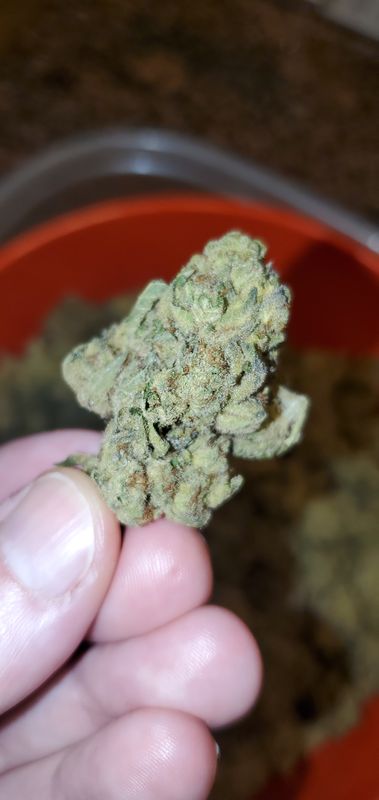 Gelato Punch
