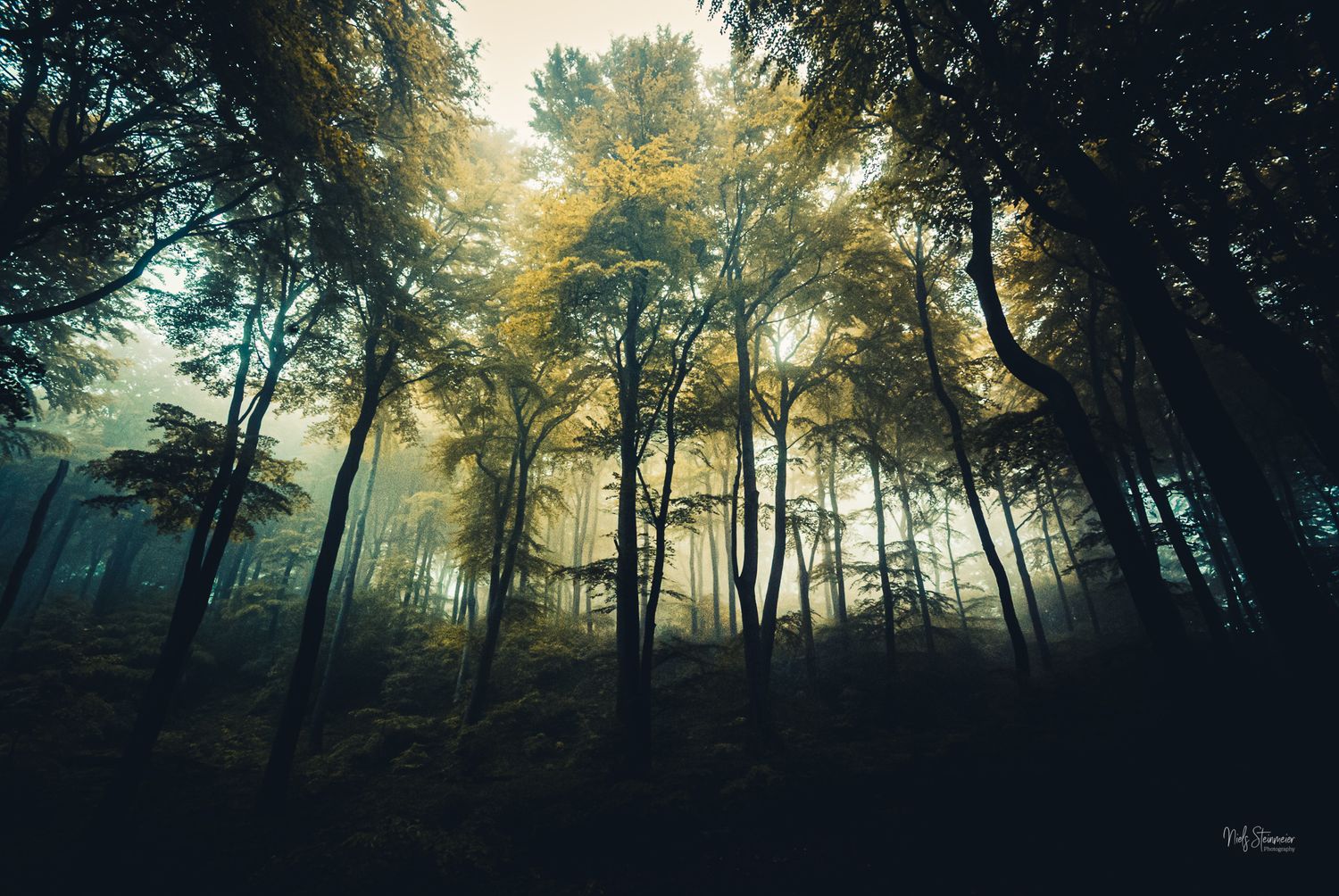 Veil of Morning