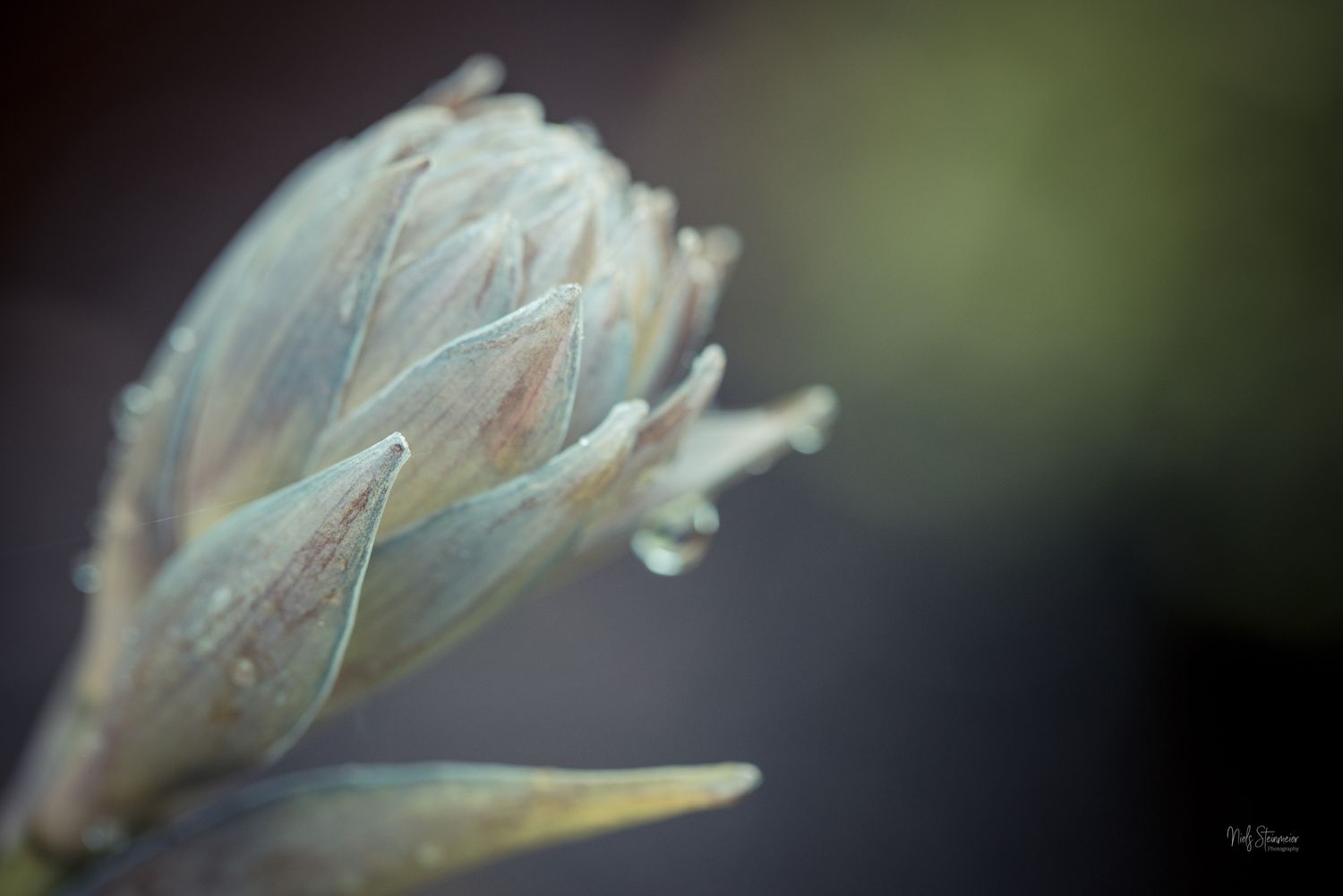 Before the Bloom