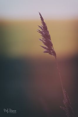 Soft Resistance