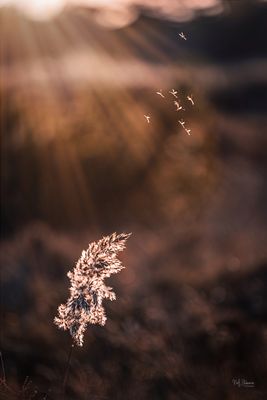 Last Light, Still Breathing