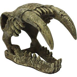 Komodo Saber Tooth Skull Decor for Aquarium or Reptile Tank  Polyresin Material  Bone Color