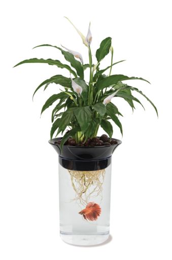 Penn Plax Aquaponic Betta Fish Plastic Tank  0.5 Gallon