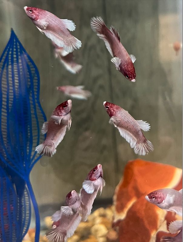 Betta-female