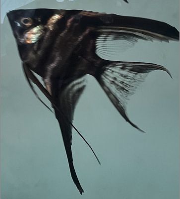 Angel Fish