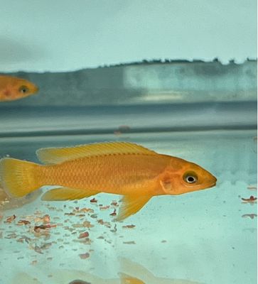 Neolamprologus Leleupi