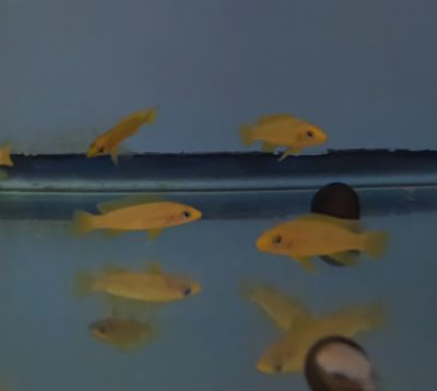 Neolamprologus Leleupi