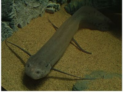 African Lungfish
