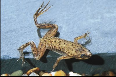 African Clawed Frog