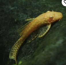 Albino Bristlenose Large