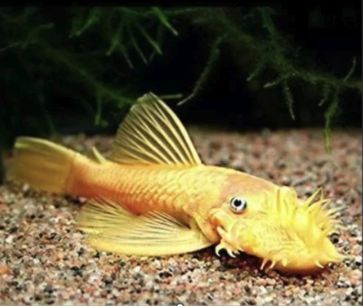 Albino Bristlenose Plecostomus