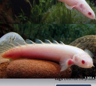 Albino Dinosaur Senegalus Polypterus Med