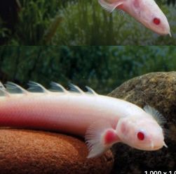 Albino Dinosaur Senegalus Polypterus Med