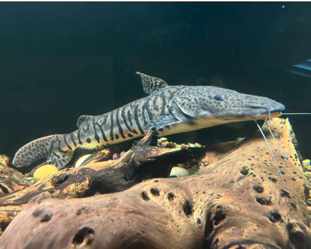 Shovel Nose Catfish, Large