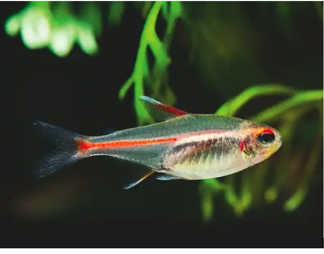 Albino Glolight Tetra