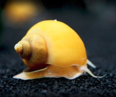Albino Mystery Snail Reg