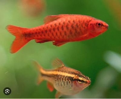 Cherry Barb